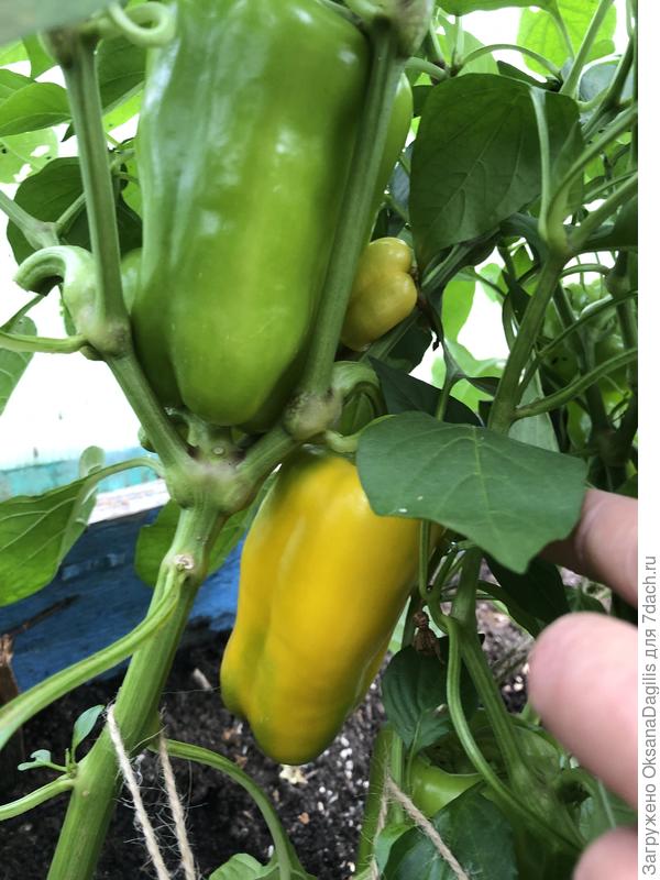 Урожайный, спеет на кусту