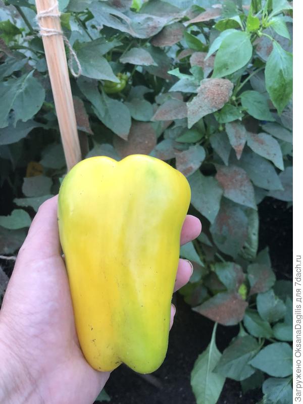 Красивый и вкусный