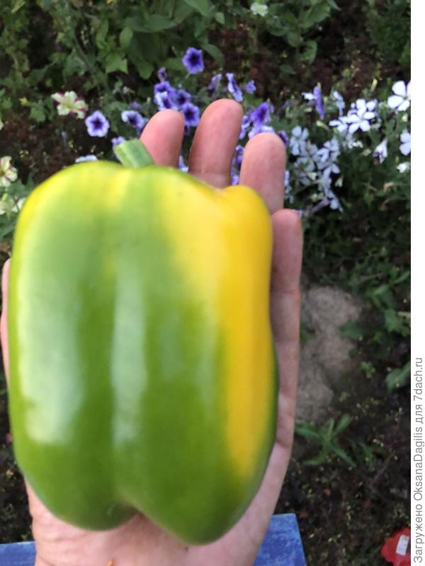 Перец Медовый F1