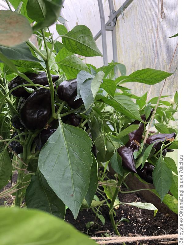 Чёрный бриллиант в биологической спелости