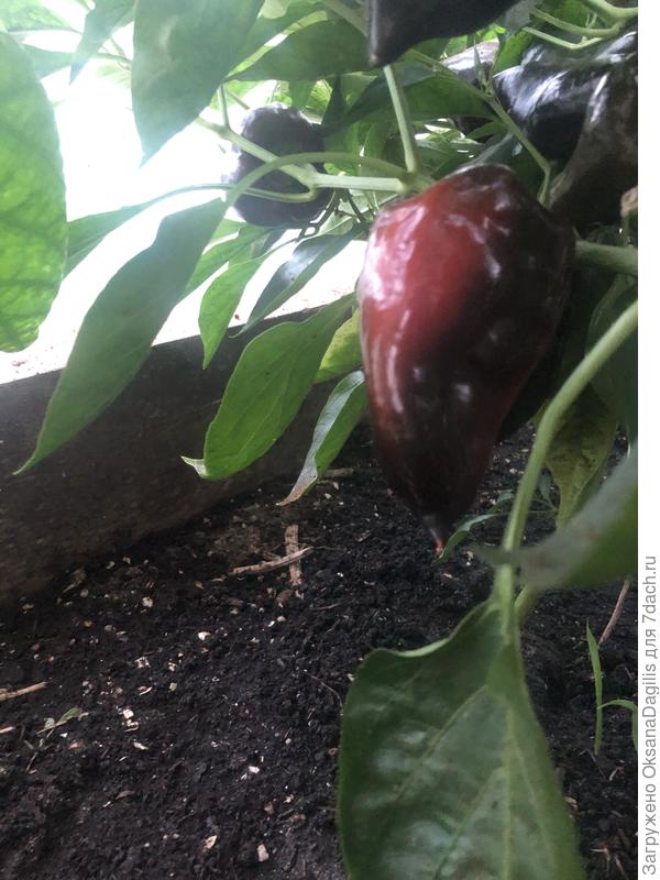 В биологической спелости меняет цвет на красный