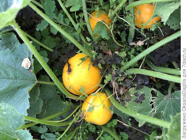 Очень урожайный