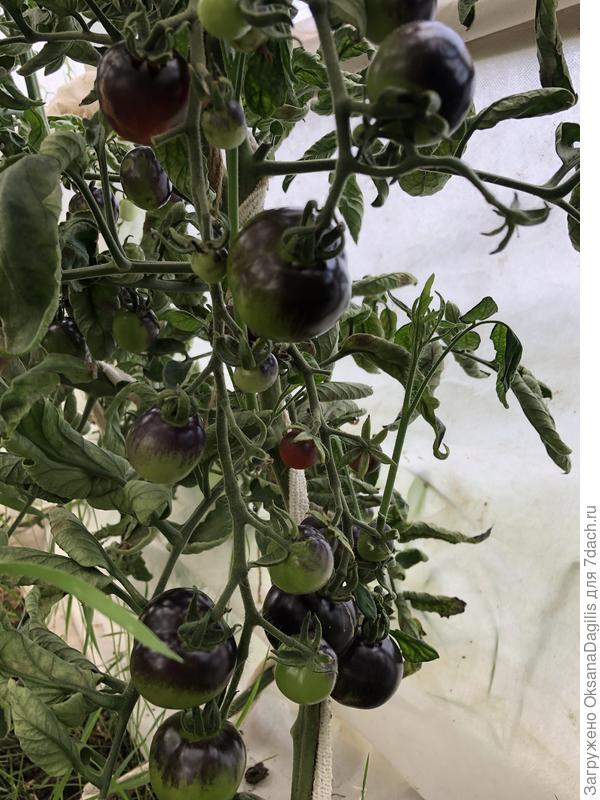 Требует пасынкования