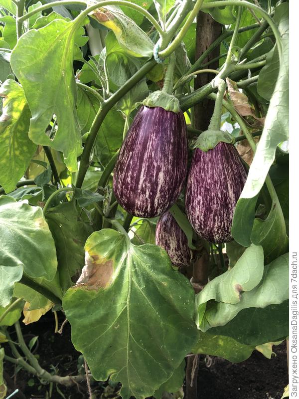 Урожай меня порадовал