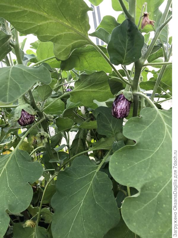 Полосаты бок завязал плоды в середине августа