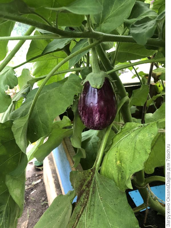 Полосатый бок