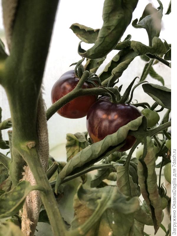 Нуар коктейль