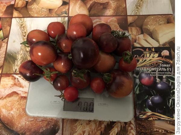 Плодоносил до конца сентября