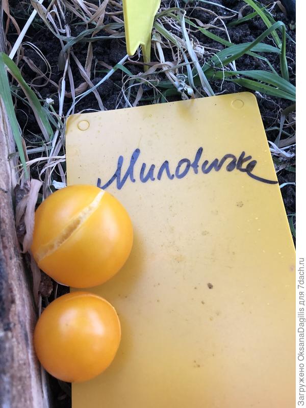 Оказался слонен к растрескиванию