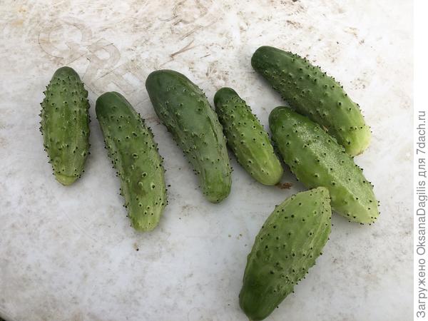 Огурчики соответствуют описанию на упаковке