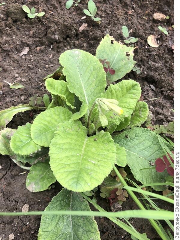 Примула Золотистая