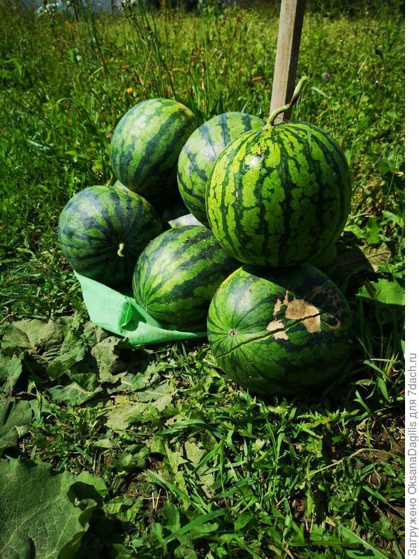 Небольшая часть урожая