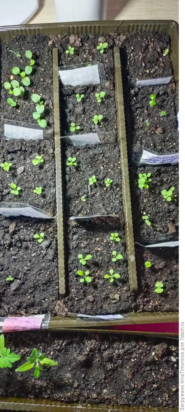 рассада цветов