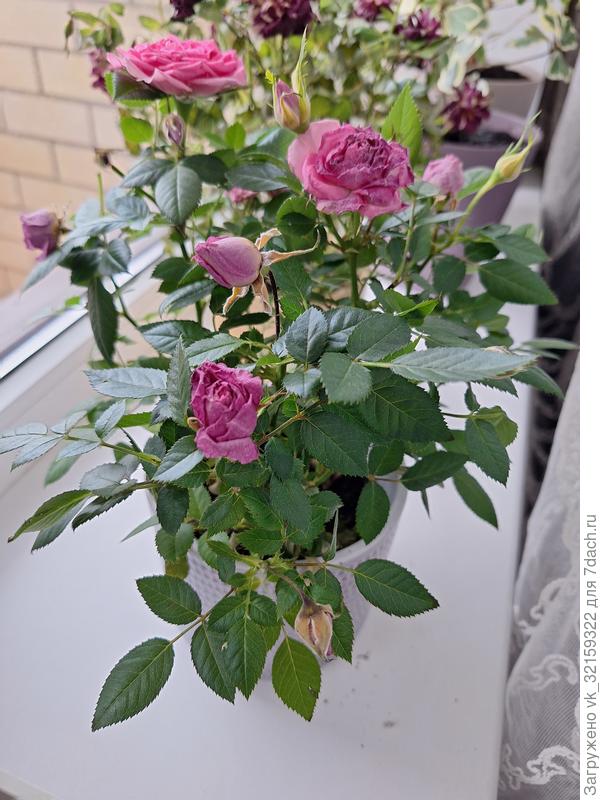 А свою я нормально поливала, когда грунт подсыхал, но все равно через несколько дней после приезда из Бауцентра стала засыхать. Как спасти, умоляю, подскажите.