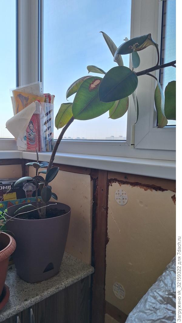 Каучуковый