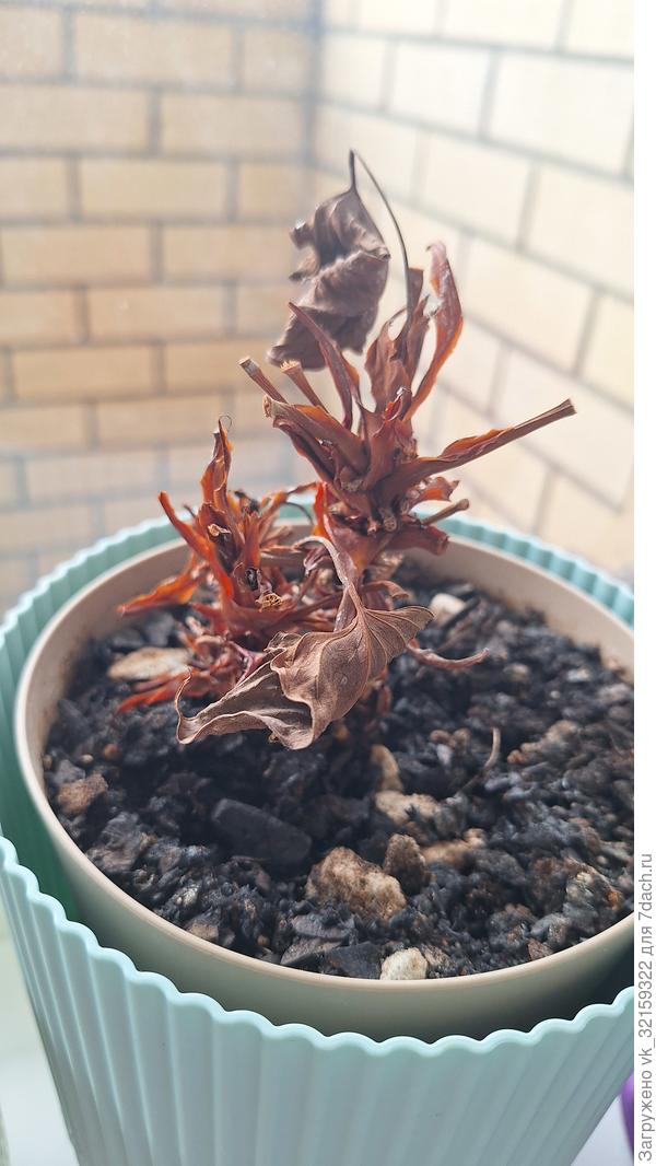 Остатки антуриума