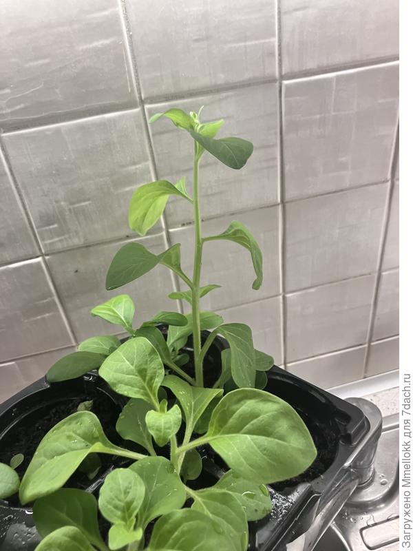 Вот что с ними делать?