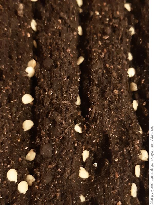 Рамиро перчик , всходы