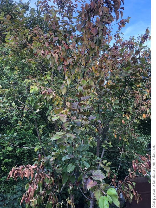 Яблоня 26 июня 2023г.