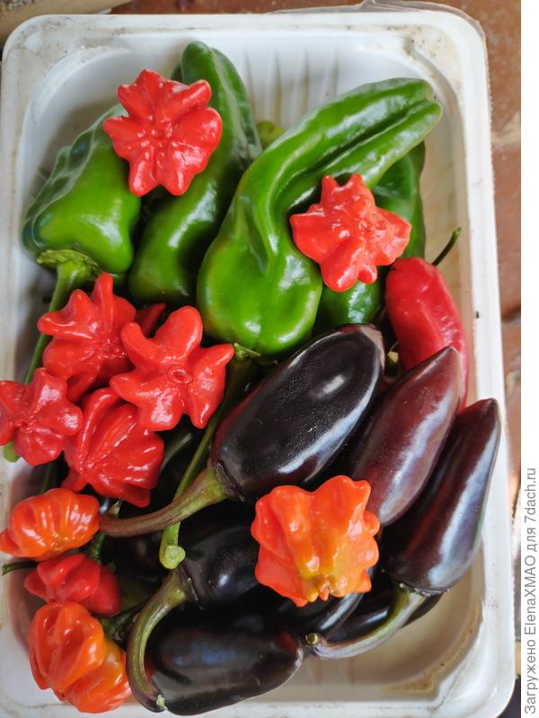 Падрон, Моркая звезда, Халапеньо черный