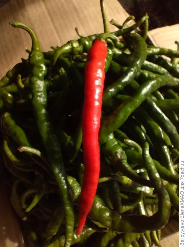 Харакири(ГавришПрофессиональные семена)