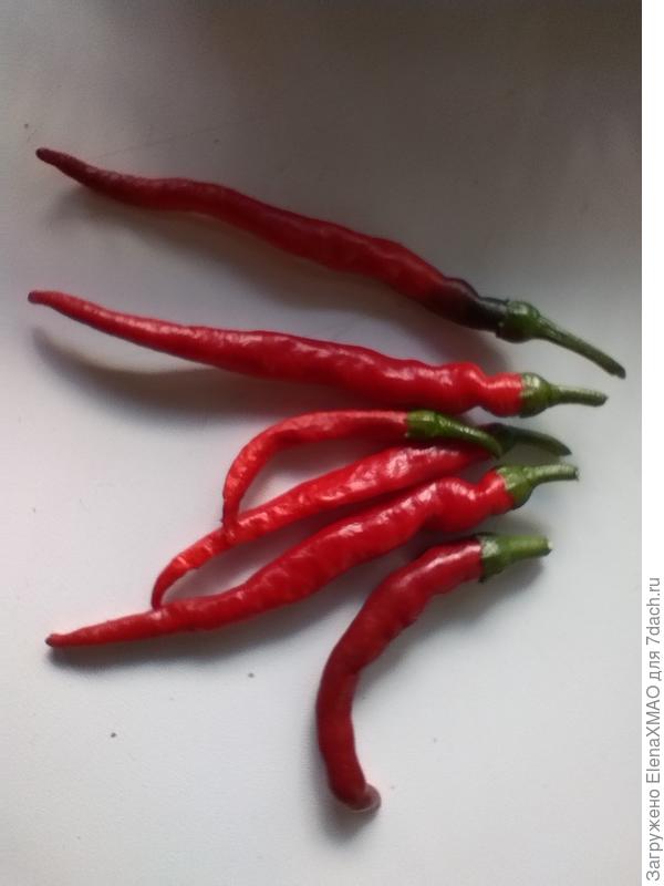 Острый перец Харакири(ГавришПроф)