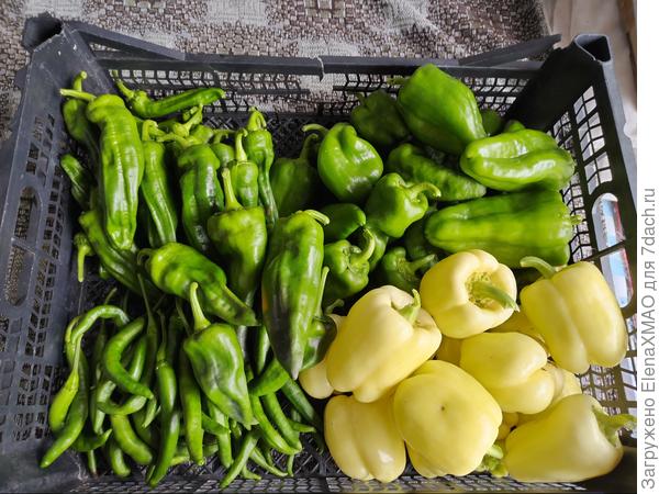 Сладкие перцы 2023(Русский Огород)