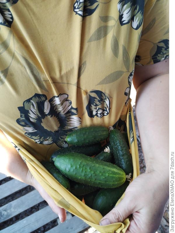 Первые огурчики 2023(Манул, ГавришПроф)