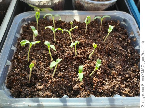 Всходы томатов гномов