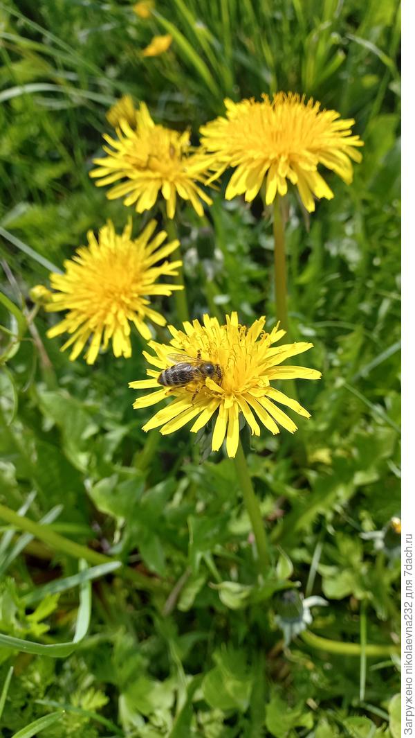 Мир! Труд! Май! Одуванчик!