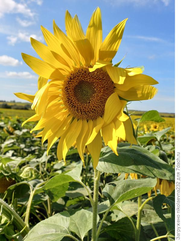 Солнечный круг...