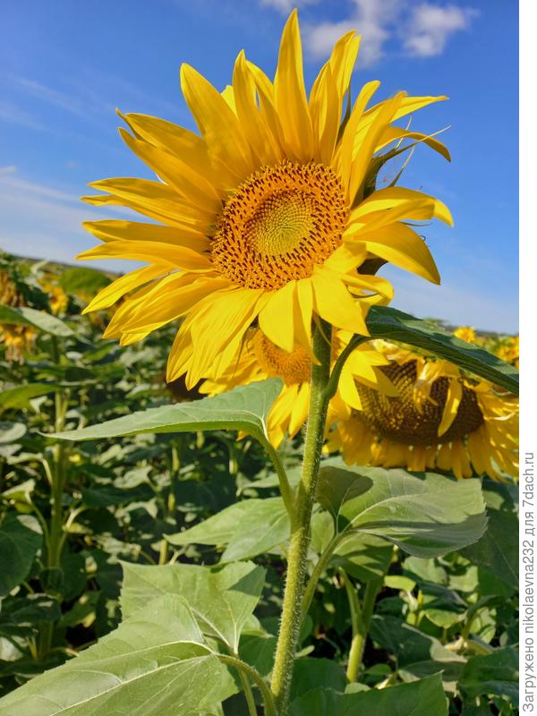 ... Небо вокруг!