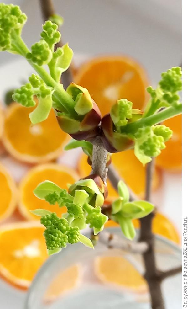 Прекрасного весеннего настроения!