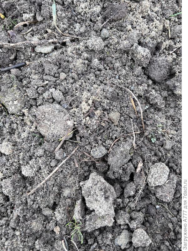 Куски корней сорняков, нужно ли заранее поливать их жидкостью от сорняков?