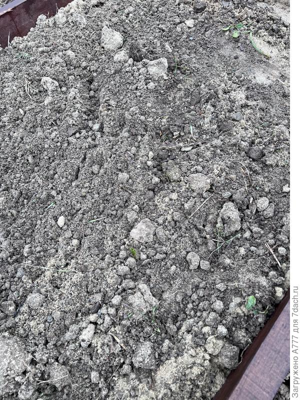 В земле есть комки, убираю крупные,