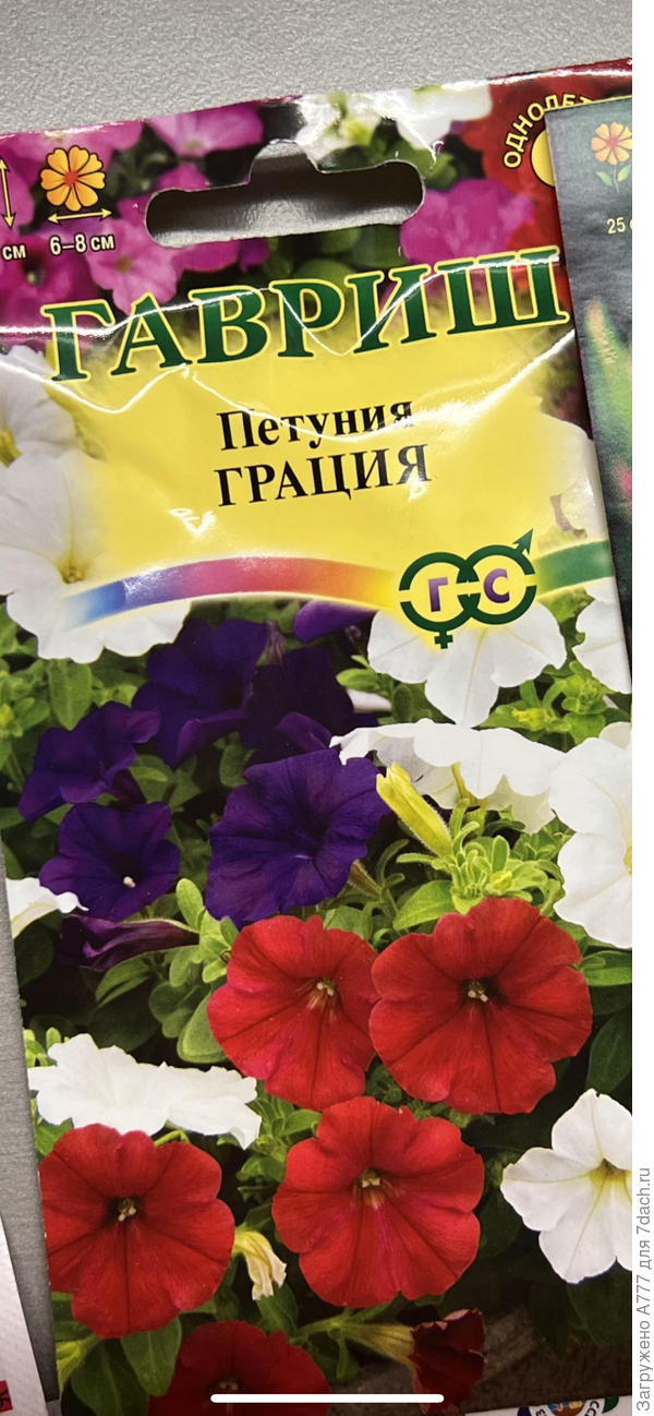 Необыкновенно красивое растение c повисающими побегами длиной до 80 см. Молодые растения прямостоячие. Вырастая, побеги свешиваются и образуют настоящую лавину из крупных цветков 6-8 см в диаметре.