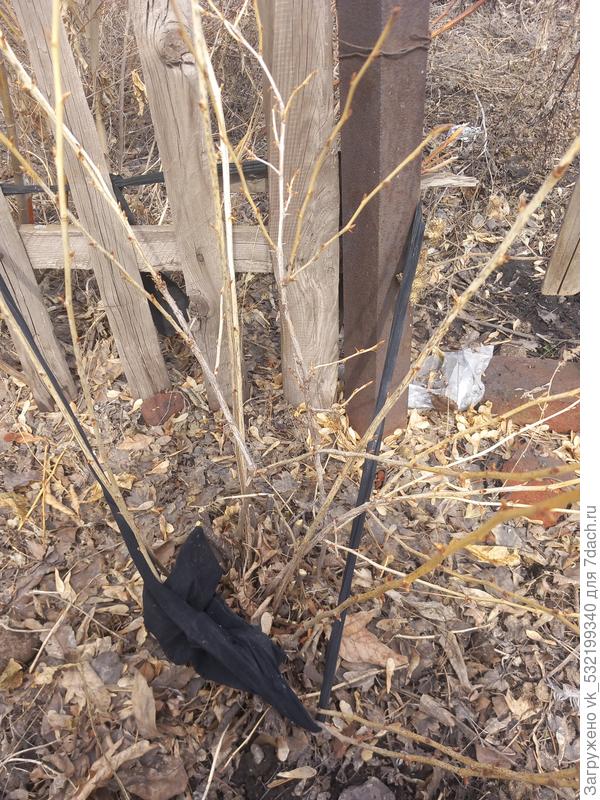 Вот что оставила на крыжовнике)))