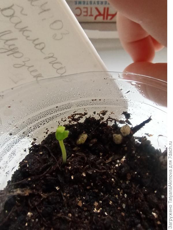 24.03, первые петельки