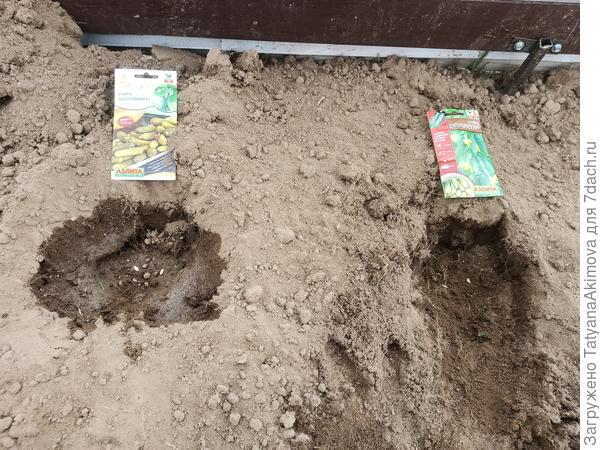 Посадила я отдельно по 2 семечка в лунку, чтобы оставить в теплице, 27 апреля.