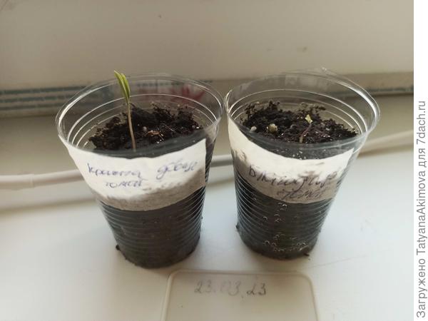 Первые петельки