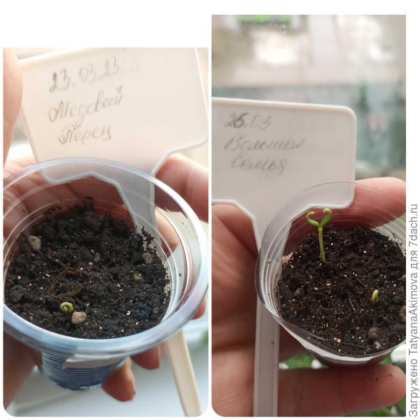 Первые петельки 23.03 появились у Медового перца, на следующий день у