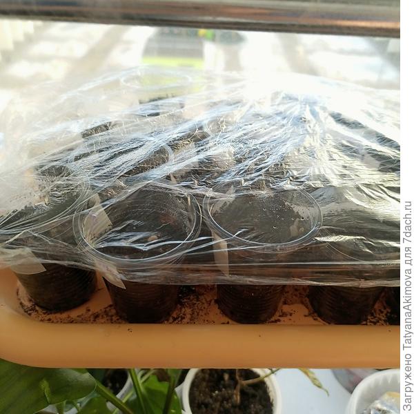 Семена посажены и поставлены на солнечный подоконник