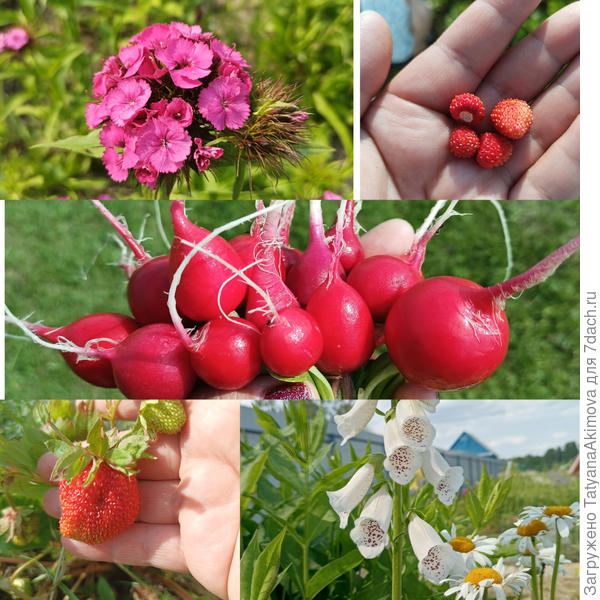 А у нас в Подмосковье земляника пошла, редиску уже почти доели☺. Еще радуют цветочки🙂