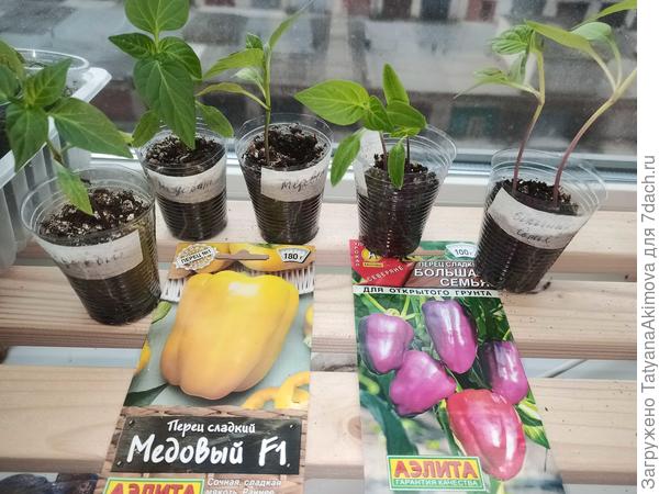 20.04 я совершила пикировку перцев