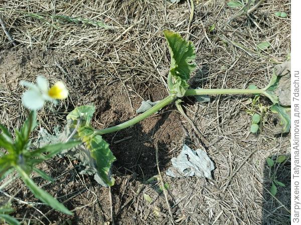 Солнечный ожог