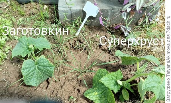 Два товарища Заготовкин и Суперхруст