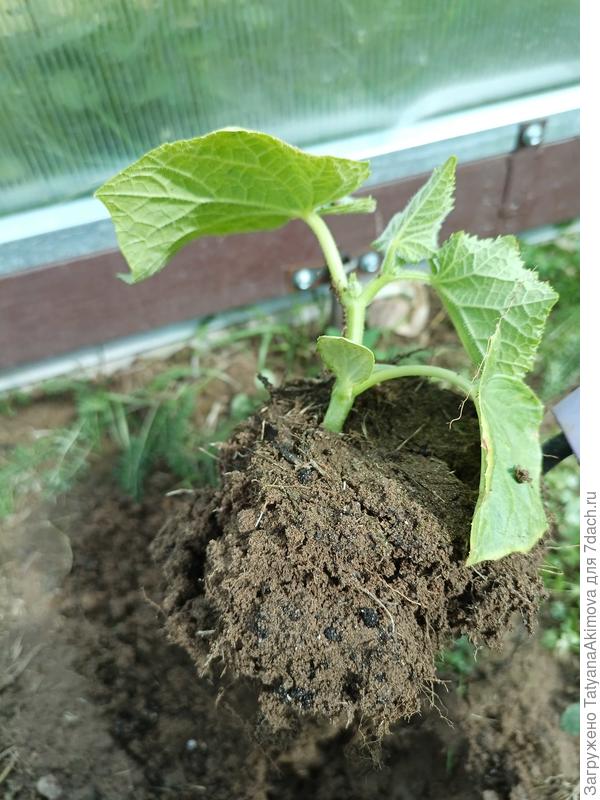 Корневая хорошая