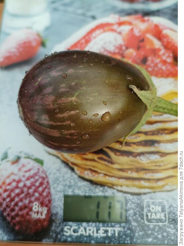 Красивый пузатый