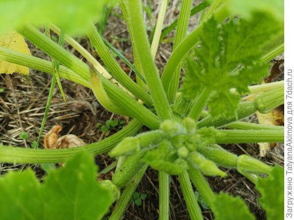 Плоды, которые к сожалению не смогли созреть😞