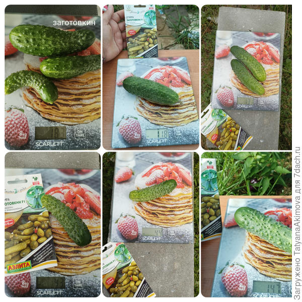 Сбор урожая